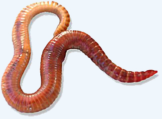 File:Redwiggler1.jpg