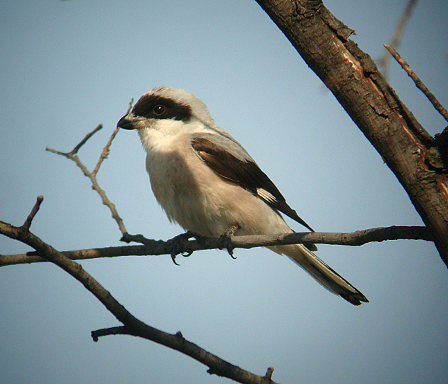 File:Lesser Grey Shrike by Daniel Bastaja.jpg