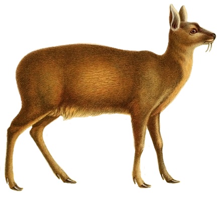 Файл:Moschus chrysogaster white background.jpg