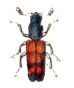 Nemozoma elongatum