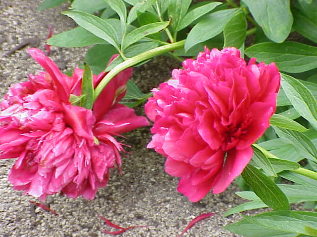 Archivo:Paeonia officinalis officinalis0.jpg