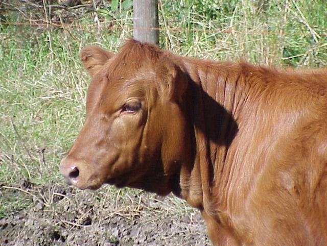 File:Red Angus Heifer.jpg