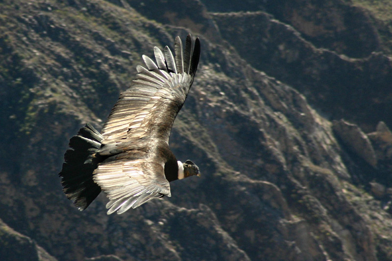 Файл:Condor flying over the Colca canyon in Peru.jpg