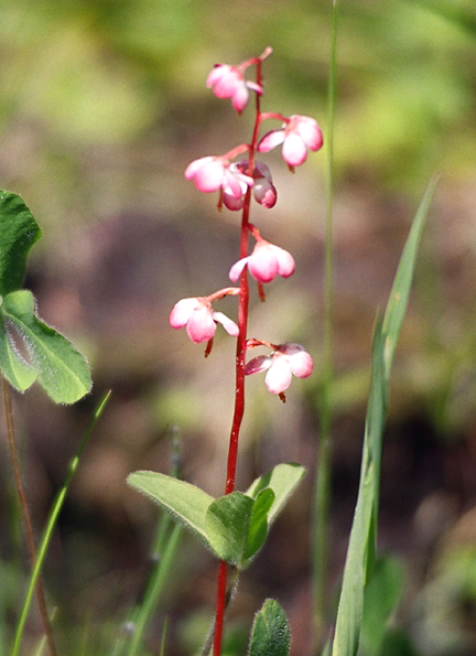 File:DwPinkwintergreen.jpg