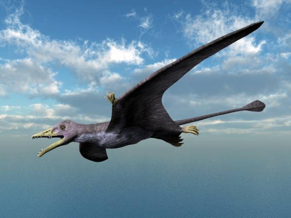 File:Eudimorphodon NT small.jpg