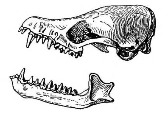 File:Myotis vivesi skull.jpg