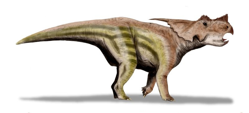 File:Achelousaurus BW.jpg