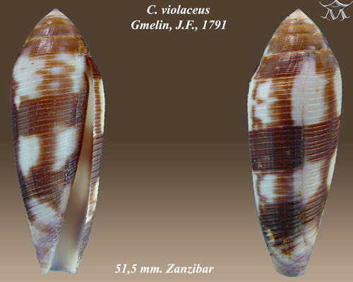 File:Conus violaceus 1.jpg