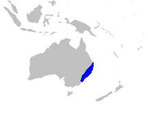 Distribución de doriantáceas.