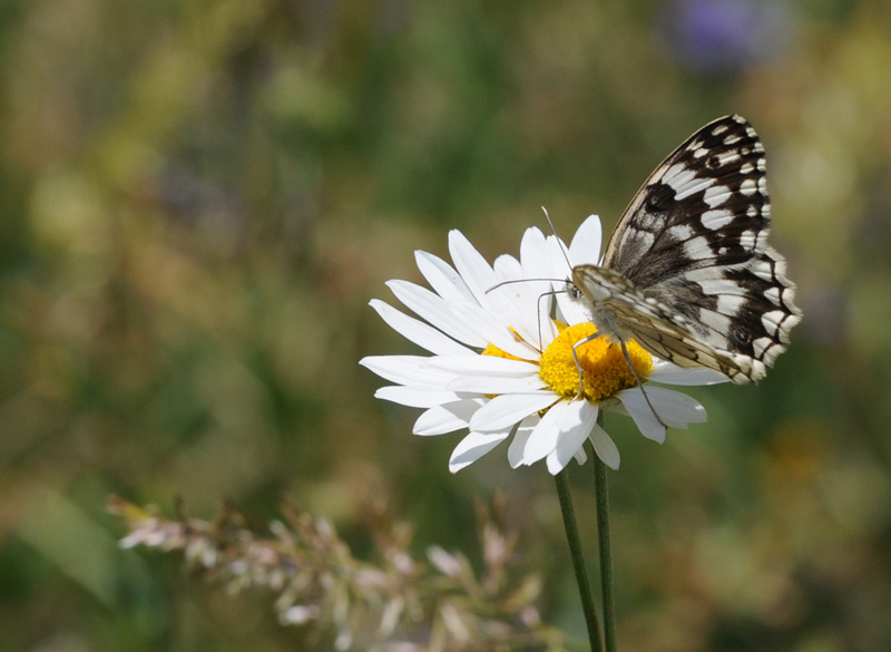 File:Melanargia larissa - Anadolu Melikesi 02.jpg