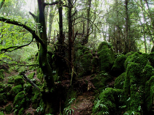 File:Puzzlewood.jpg