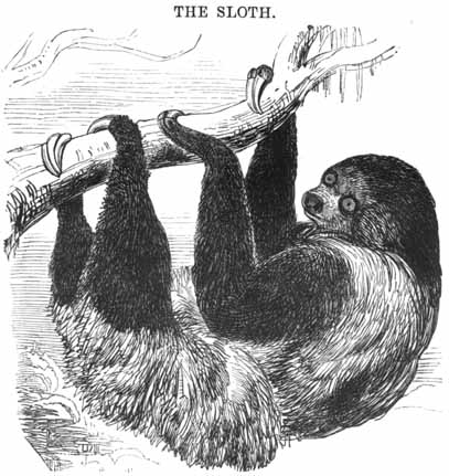 Sloth - Project Gutenberg eBook 11921.jpg