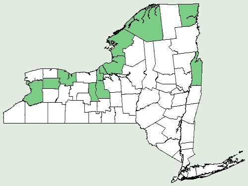 File:Agalinis paupercula var borealis NY-dist-map.png