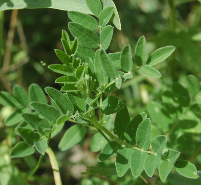 Archivo:Astragalus membranaceus.jpg