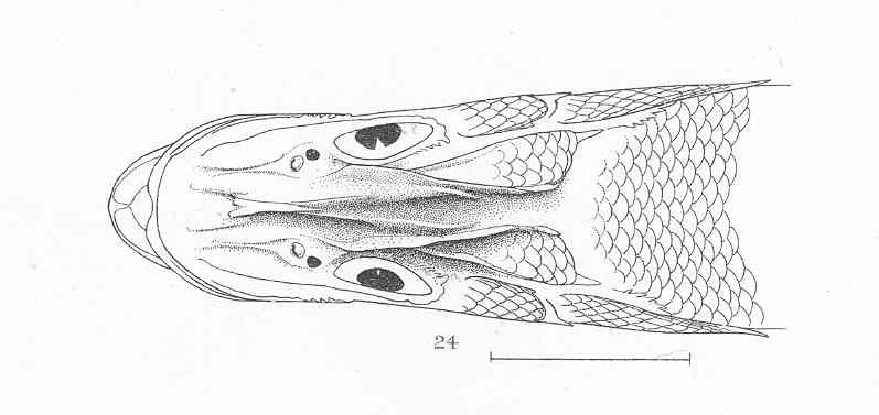 File:FMIB 50635 Centropomus ensiferus Poey Havana.jpeg