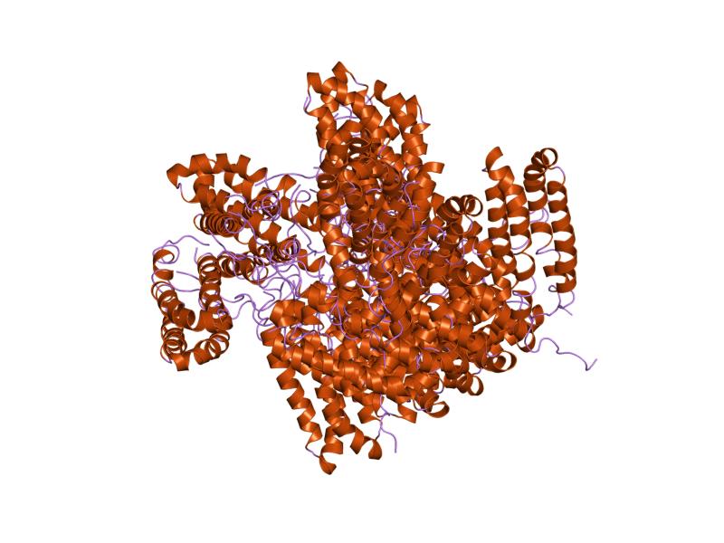 File:PDB 1joy EBI.jpg