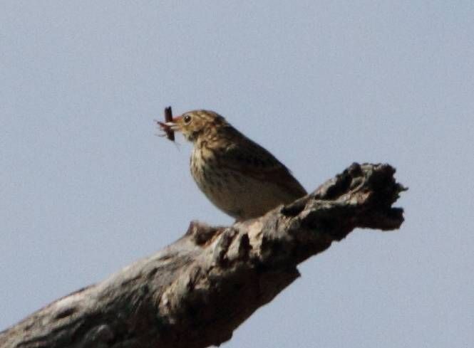 Archivo:Pipit Bushveld 2012 04 25 11 10 06 7799.jpg