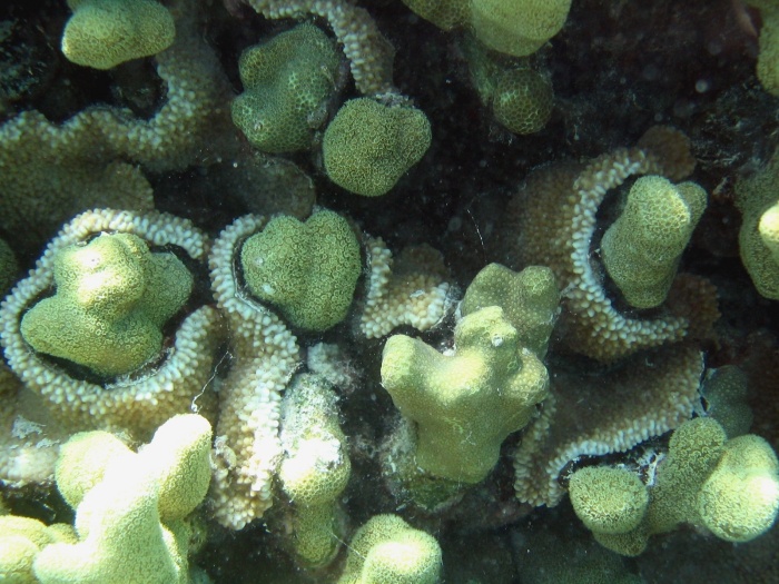 File:Reef0607.jpg