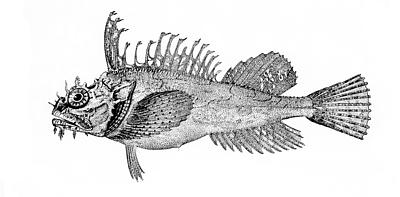 File:Sea raven.jpg