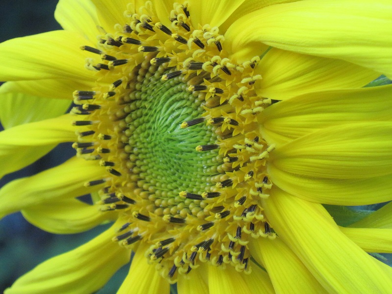 File:Sunflower3-2012.jpg