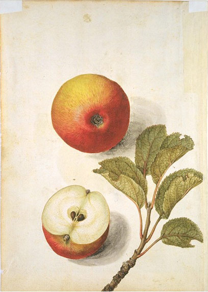 File:Jacques Le Moyne de Morgues - Apple.jpg