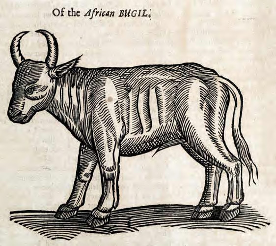 File:OftheAfricanBugil-Cow.jpg