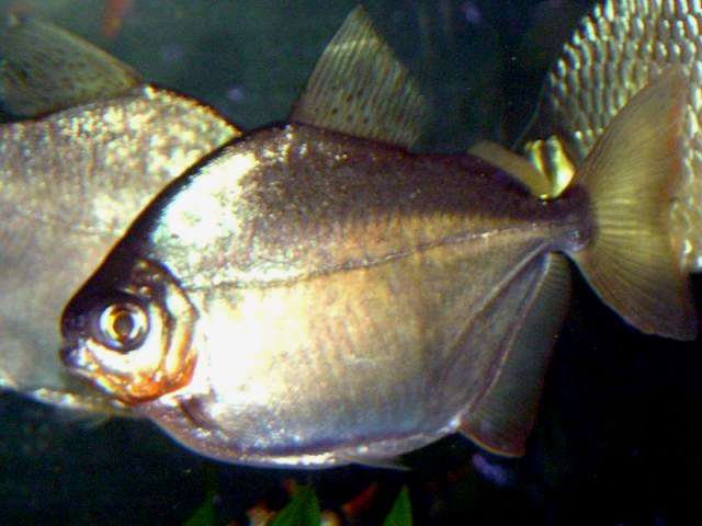 File:Silver dollar fish Metynnis argenteus.jpg