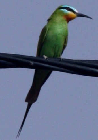 Файл:Blue cheeked bee eater.jpg