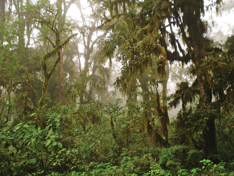 Archivo:Bosquenublado yungas sanandres salta.jpg