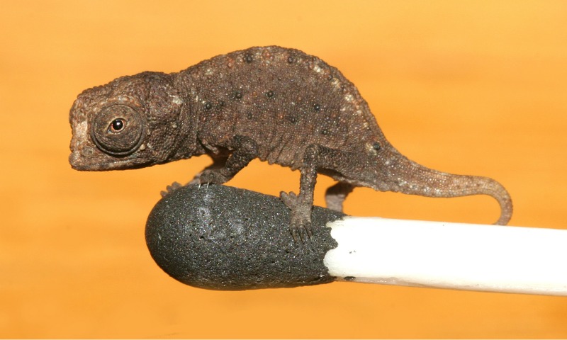 File:Brookesia micra on a match head.jpg