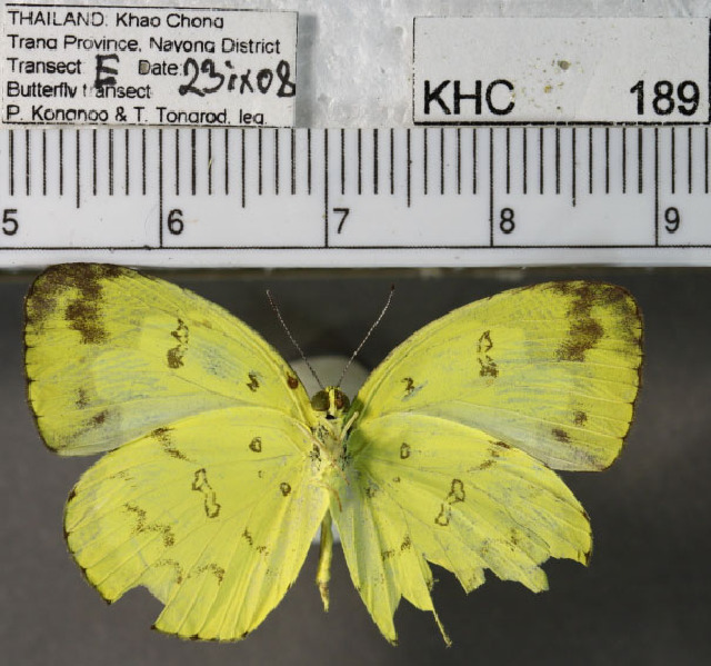 File:Eurema sari sodalis ventral.jpg