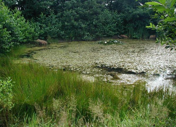 Archivo:Eutrophic pond.JPG