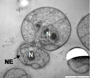 Файл:Lee bmccellbio 2009 gemmata obscuriglobus budding fig4D.png