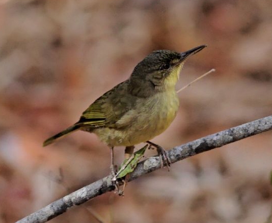 File:Long-billed Greenbul.jpg