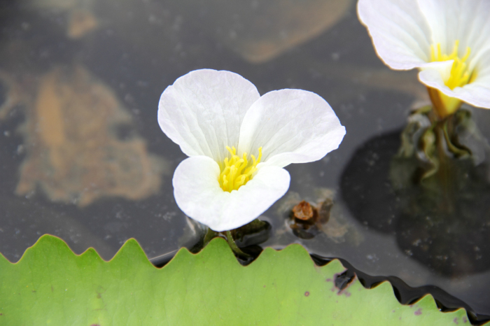 File:Ottelia alismoides - flower view.jpg