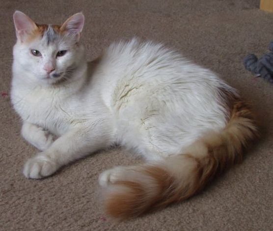 File:Turkish Van Example2.jpg