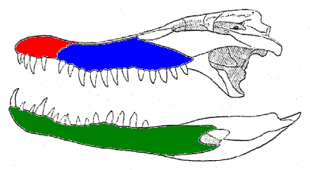 File:Crocodylus palustris teeth.PNG