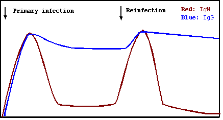 File:IgM and IgG.png