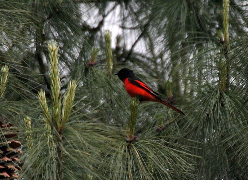 File:Long-tailed Minivet (Male) I IMG 7332.jpg