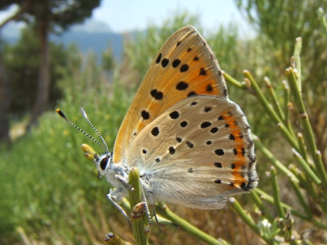 File:Lycaena alciphron1.jpg