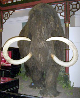 File:Mammoth2.jpg