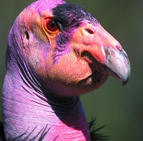 File:California Condor.jpg