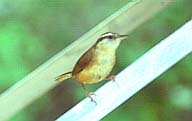 File:CarolinaWren23.jpg