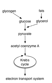 Flowchart of cellular respiration