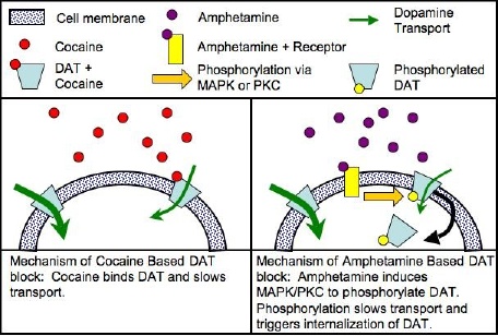 File:DAT1regulation.jpg