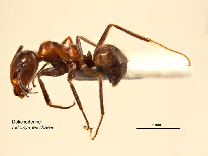 Archivo:Iridomyrmex chasei.jpg