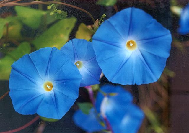 File:Ipomoea tricolor-1.jpg