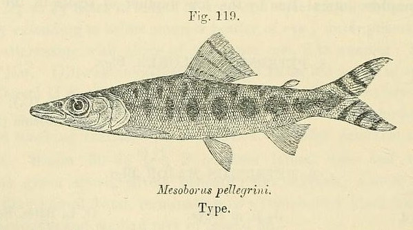 File:Mesoborus crocodilus.jpg