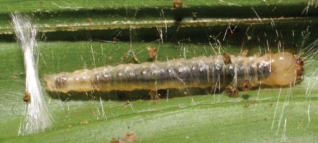 File:Sparganocosma docsturnerorum penultimate instar larva.jpg