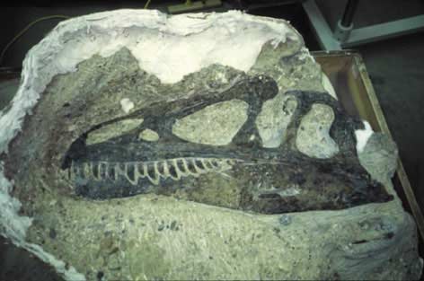 Archivo:Allosaurus-fossilized skull.jpg